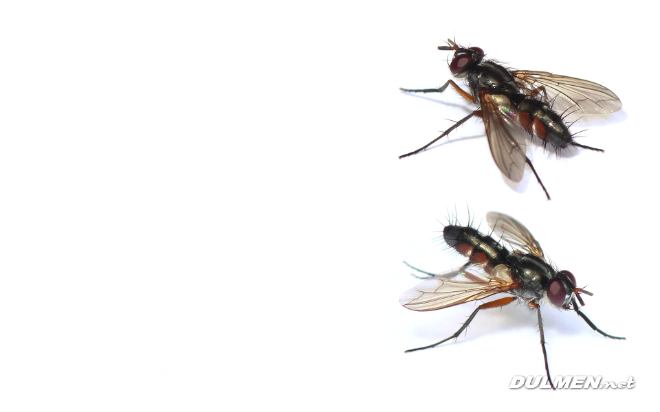 2 Tachina Fly (Mintho rufiventris)